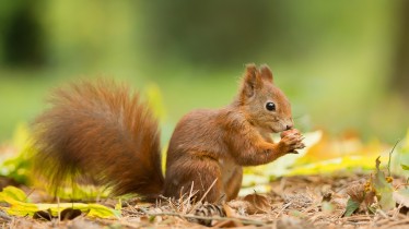adobestock103837693