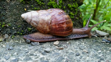 adobestock952319855article-missions-esg
