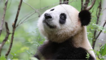 bebe-pandasite-wwf