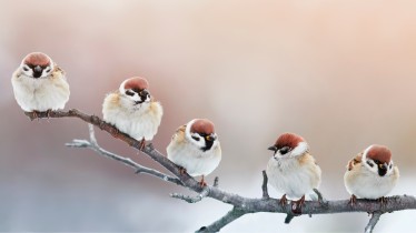 adobestock184175847ecoles-dorigine-des-partners
