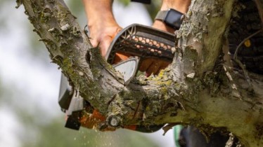 coupe-de-branche-darbremckinsey-reduction-deffectifs-10-