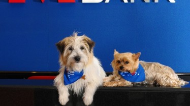 dogsmetro-bankex-partner-mckinsey-paris