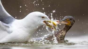 adobestock387989503