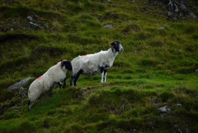 moutons_vincent_creton_unsplash