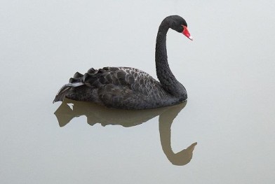 cygne_noir