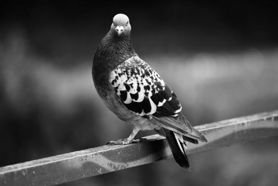 pigeon-3663868_1920-002
